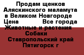 Продам щенков Аляскинского маламута в Великом Новгороде › Цена ­ 5 000 - Все города Животные и растения » Собаки   . Ставропольский край,Пятигорск г.